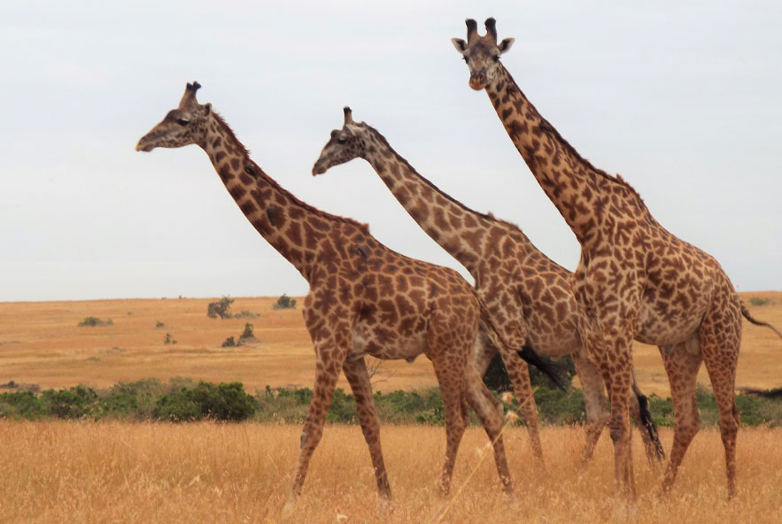 Sister2Sister Missions Trips